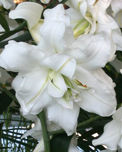 ĽALIA LOTUS ICE 50 ks